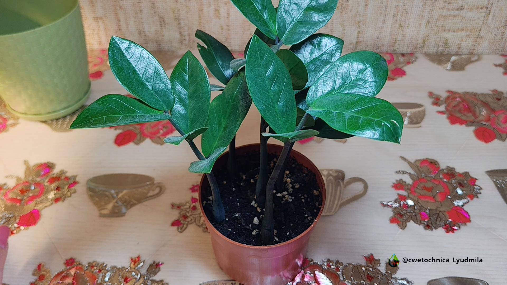 Пересадка замиокулькаса,выросшего из листиков