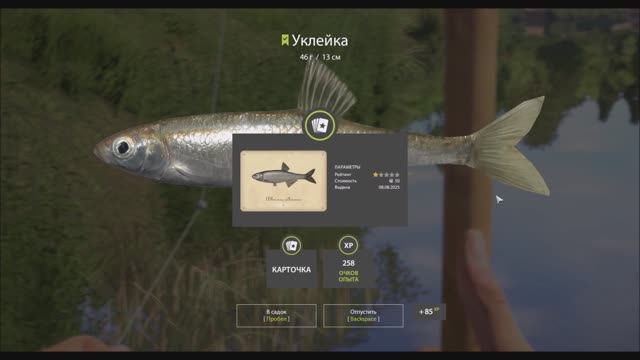 Рыбы с карточками в игре Русская рыбалка 4, поплавочная коллекция, река Вьюнок, Уклейка, трофей
