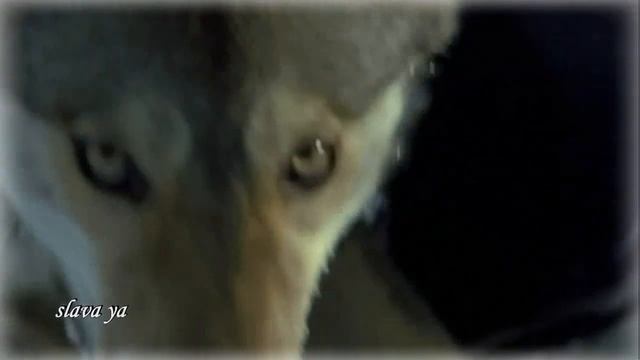 История до СЛЁЗ... Послушайте! Игорь Букин - ВОЛК