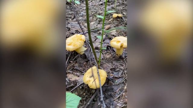 Сайкатон. Cтрелкова (часть 1) 09.08.25