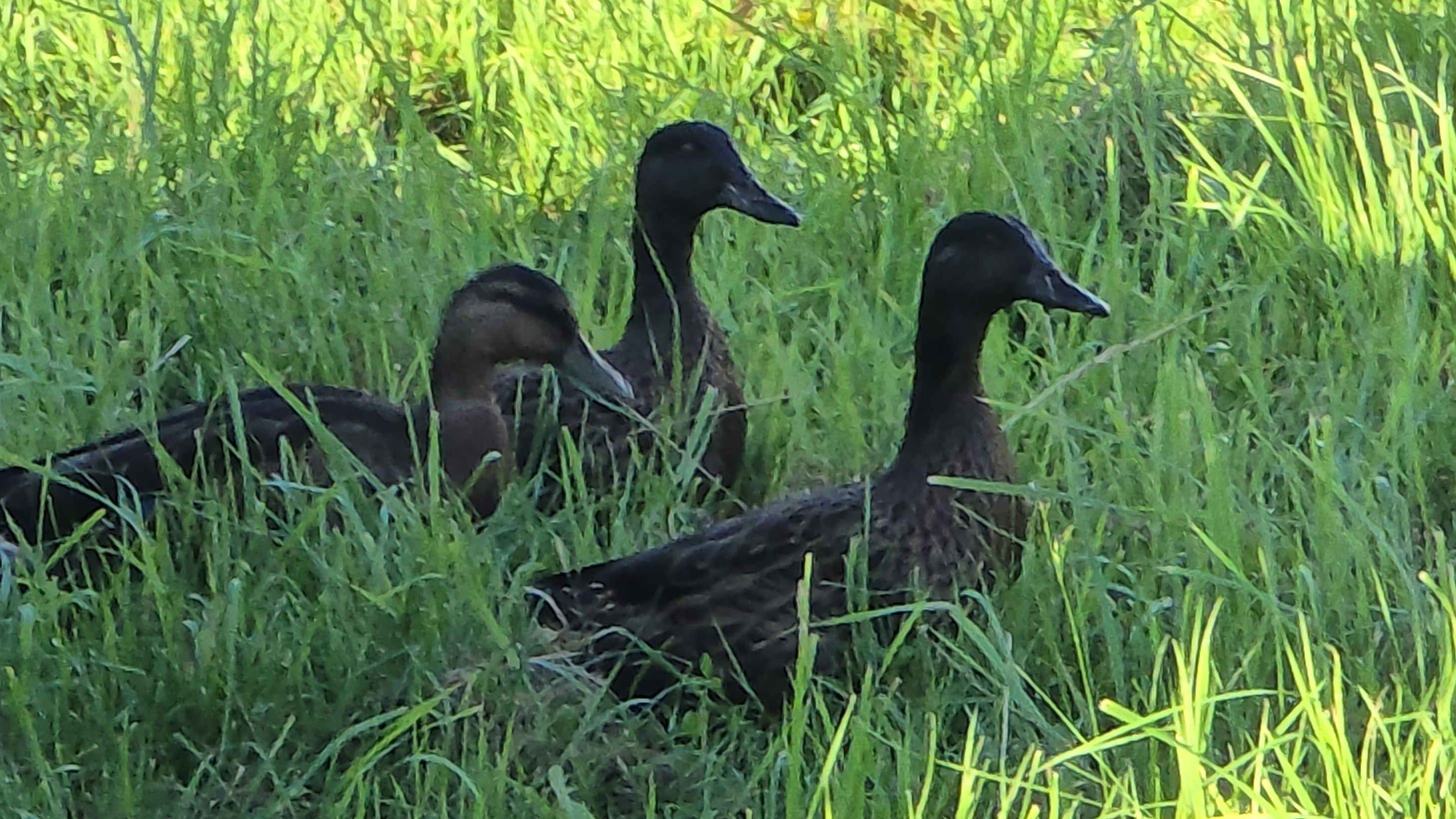 Селезень вернулся