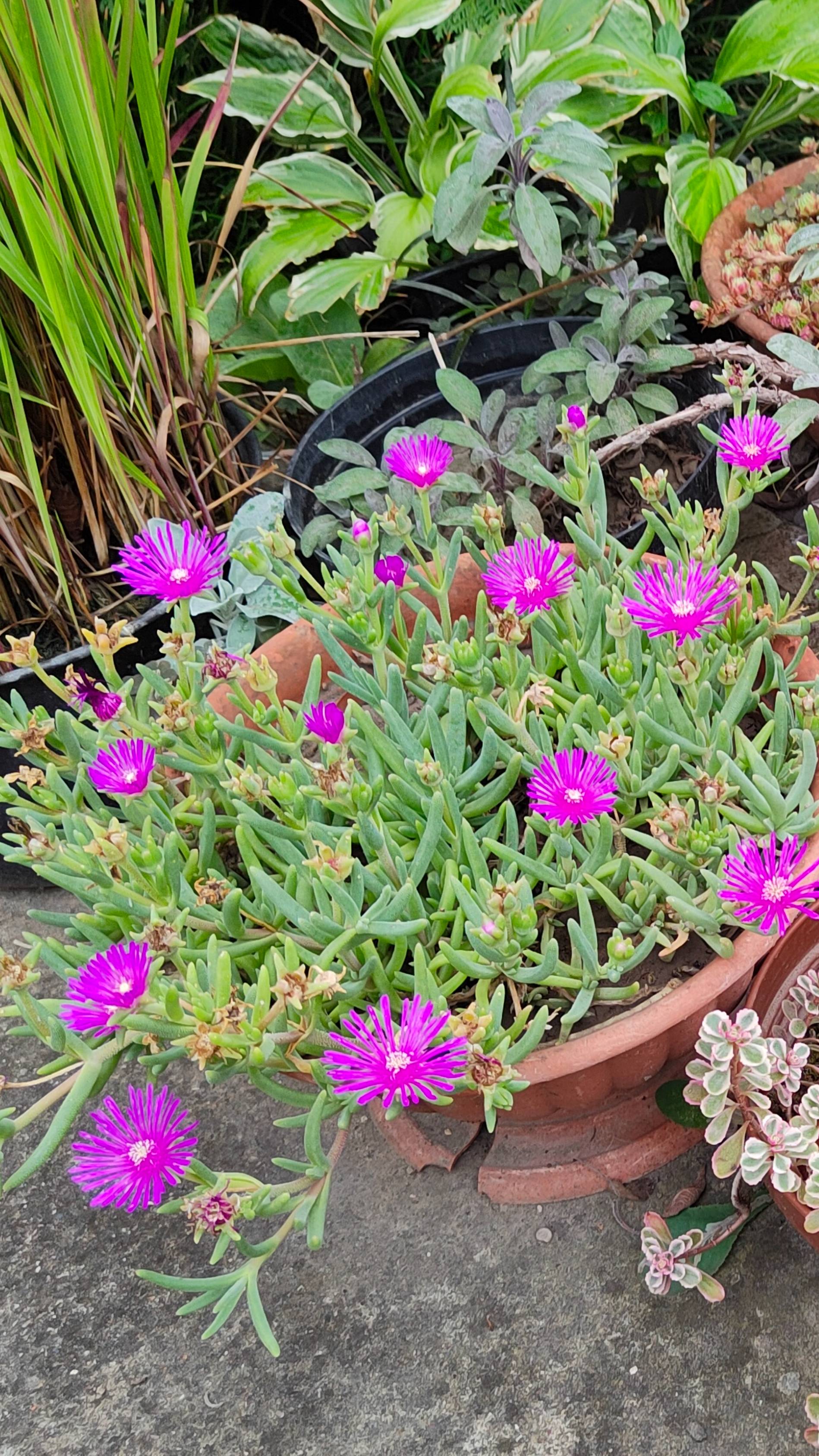 Многолетник делосперма Купера. 08.08.2025 г. Пятигорск.