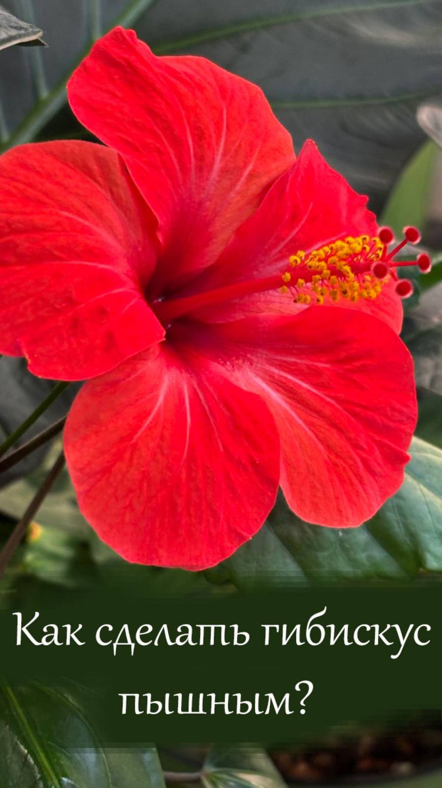 Как пробудить боковые почки гибискуса к росту?