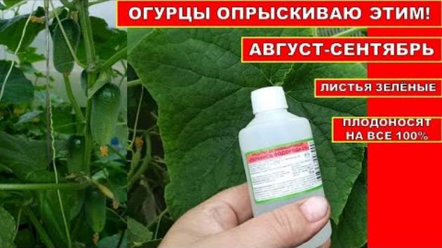 ОГУРЦЫ ОПРЫСКИВАЮ ЭТИМ В АВГУСТЕ-СЕНТЯБРЕ! ЛИСТЬЯ ОГУРЦОВ НЕ ЖЕЛТЕЮТ, УРОЖАЙ ДО МОРОЗОВ!Перекись вод