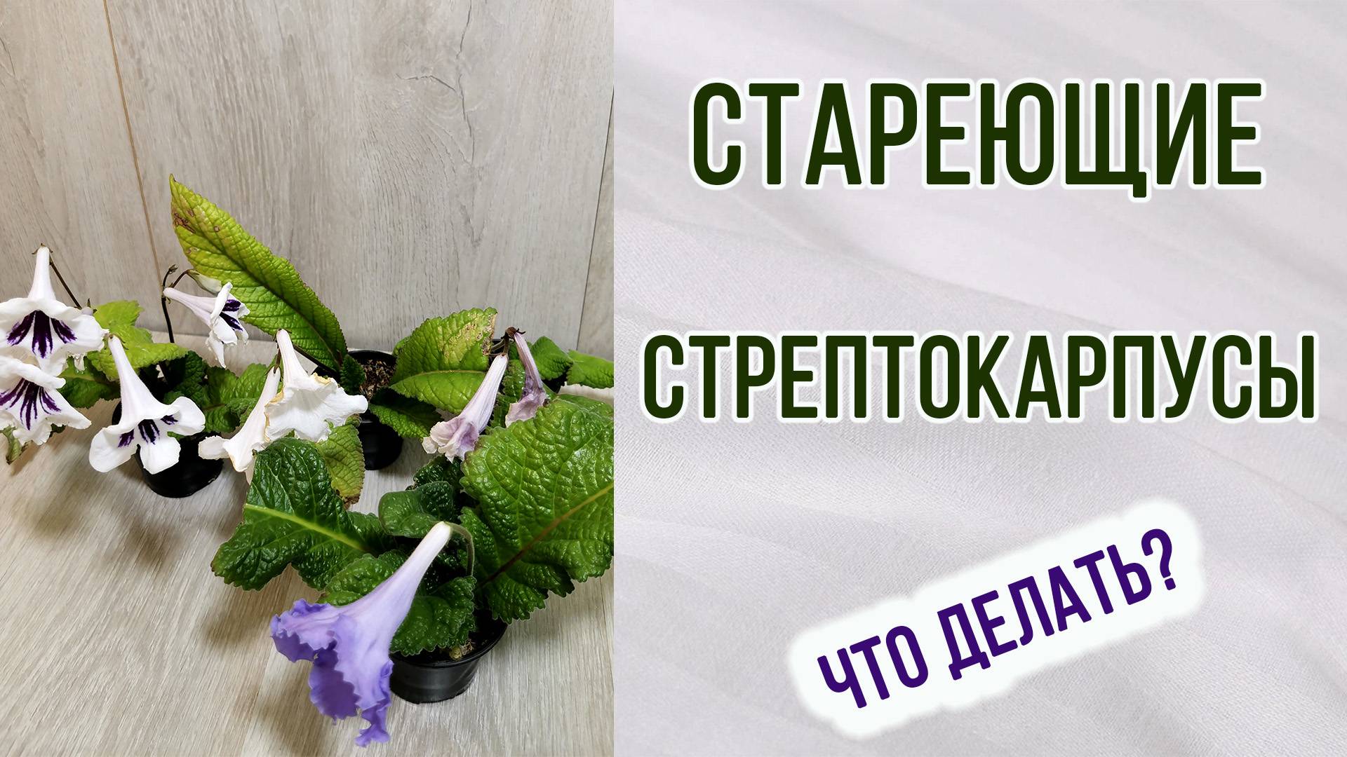 Стареющие стрептокарпусы. Как определить. Что делать. Обзор. Осмотр.