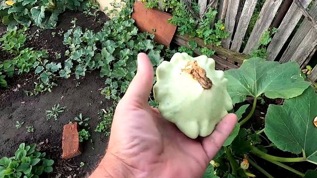 Пересорт патиссонов