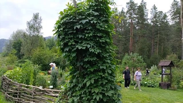 Лето с АРГО. Горный Алтай. Ботанический сад. 28.07.25.