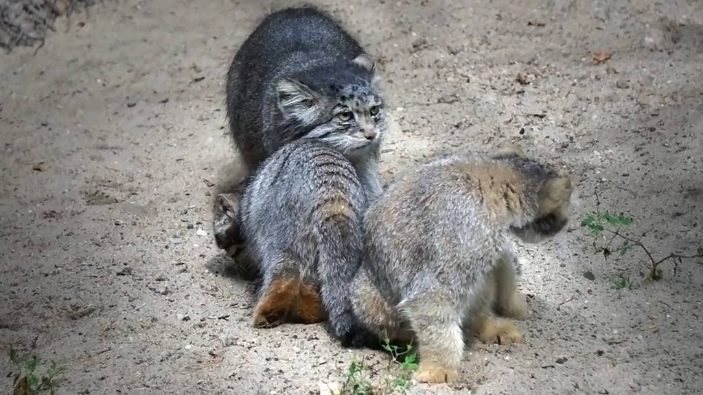 Мама Мия и два котенка манулов резвятся в своем вольере.