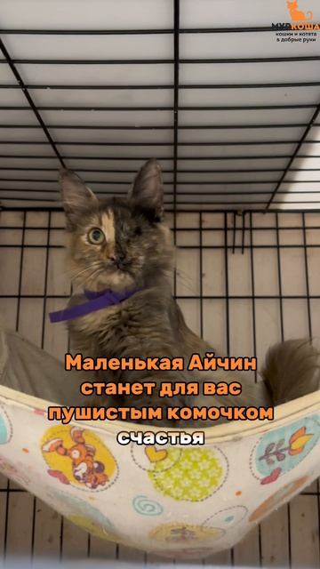 Айчин (уже дома)