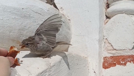 Сергиева Лавра. Трапезная. Воробьи обедают!