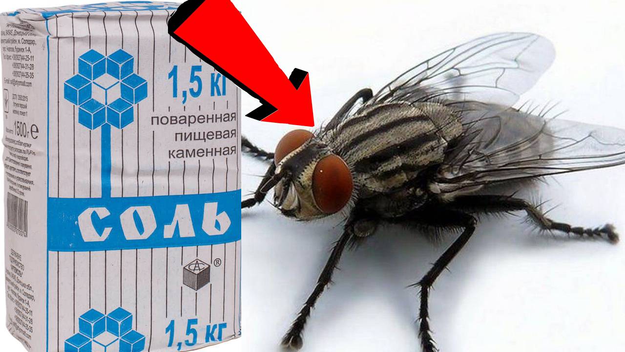 Как избавиться от мух За 3 Секунды.!.!.!!!.!.!
