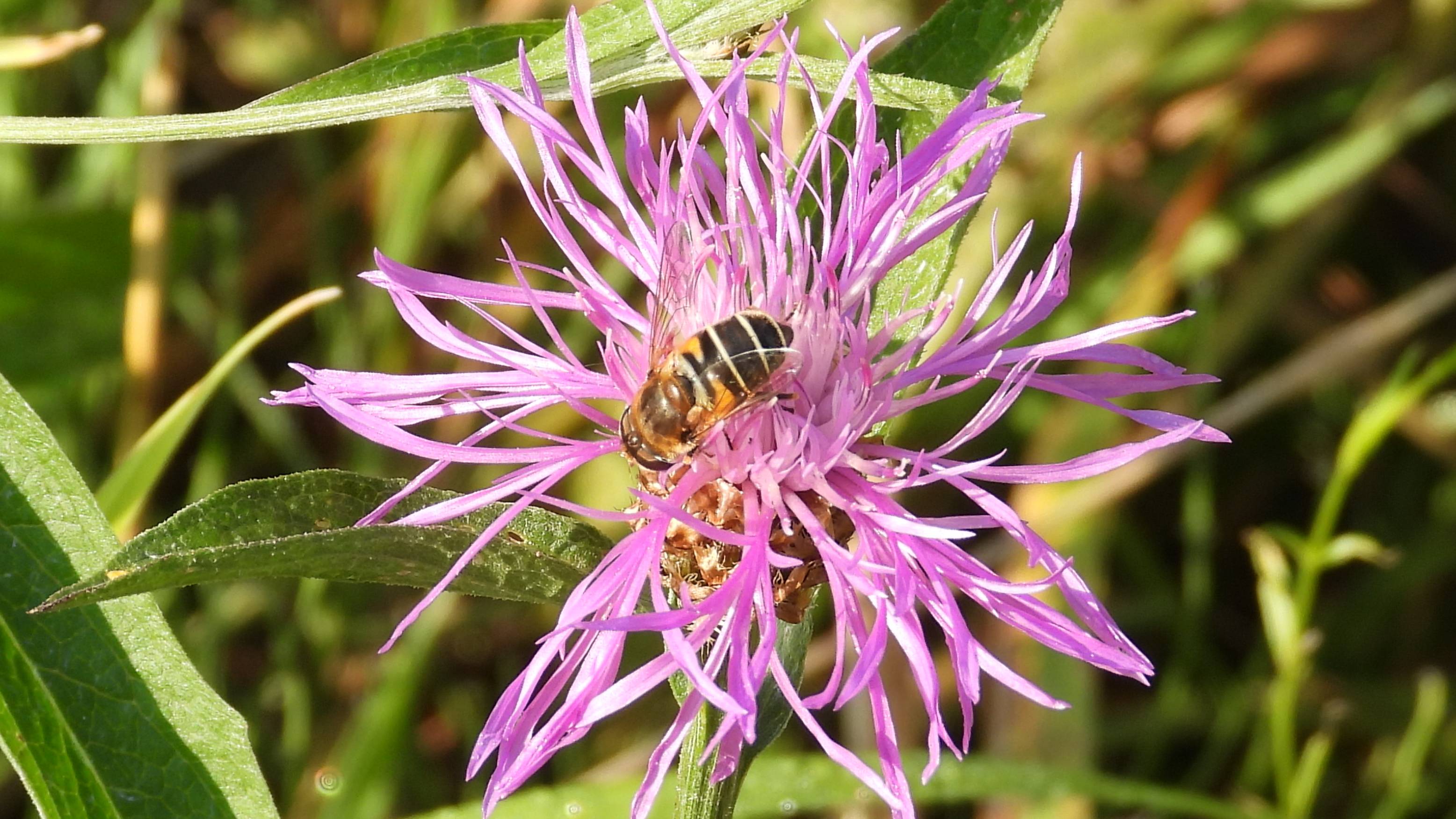 Насекомые, Пчеловидка на цветке Василька, наблюдение в Новгородской области Ушерско, 10 августа 2025