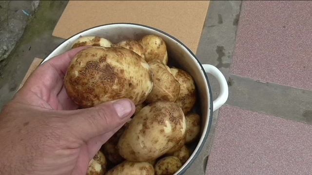 Первый картофель ТУЛЕЕВСКИЙ