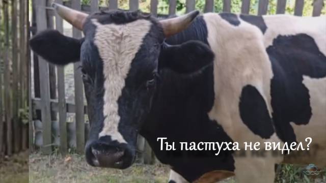 А у нас пастух потерялся🐄😜 #михалычдачник#коровы