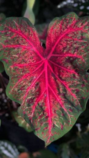 Экспресс пересадка каладиума #каладиум #пересадкакаладиума #каквыраститькаладиум