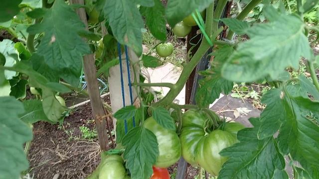 ОБЗОР ТОМАТОВ В  АВГУСТЕ. ОТКРЫТЫЙ ГРУНТ.