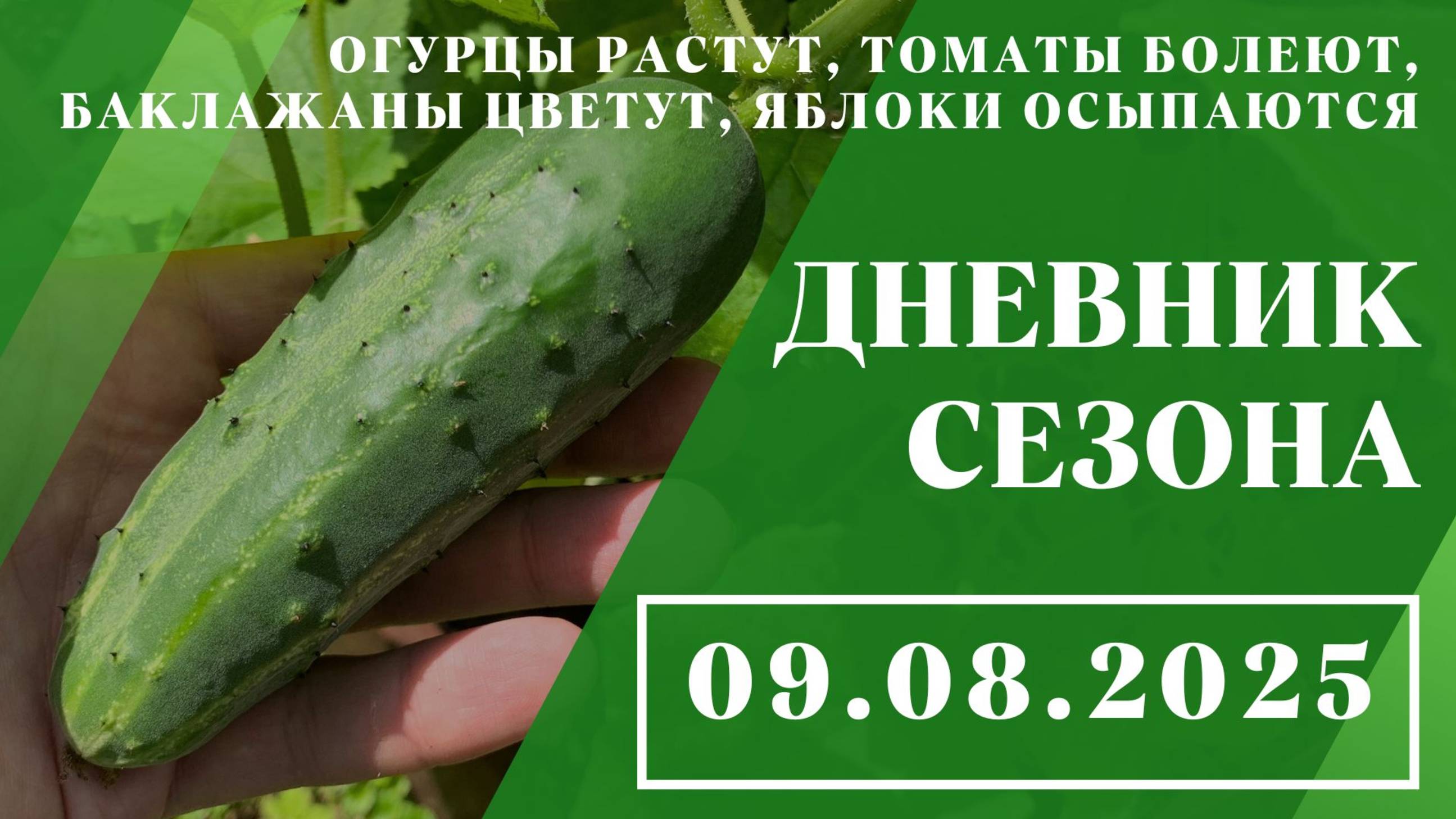 Огурцы растут, томаты болеют, баклажаны цветут, яблоки осыпаются // 09.08.2025