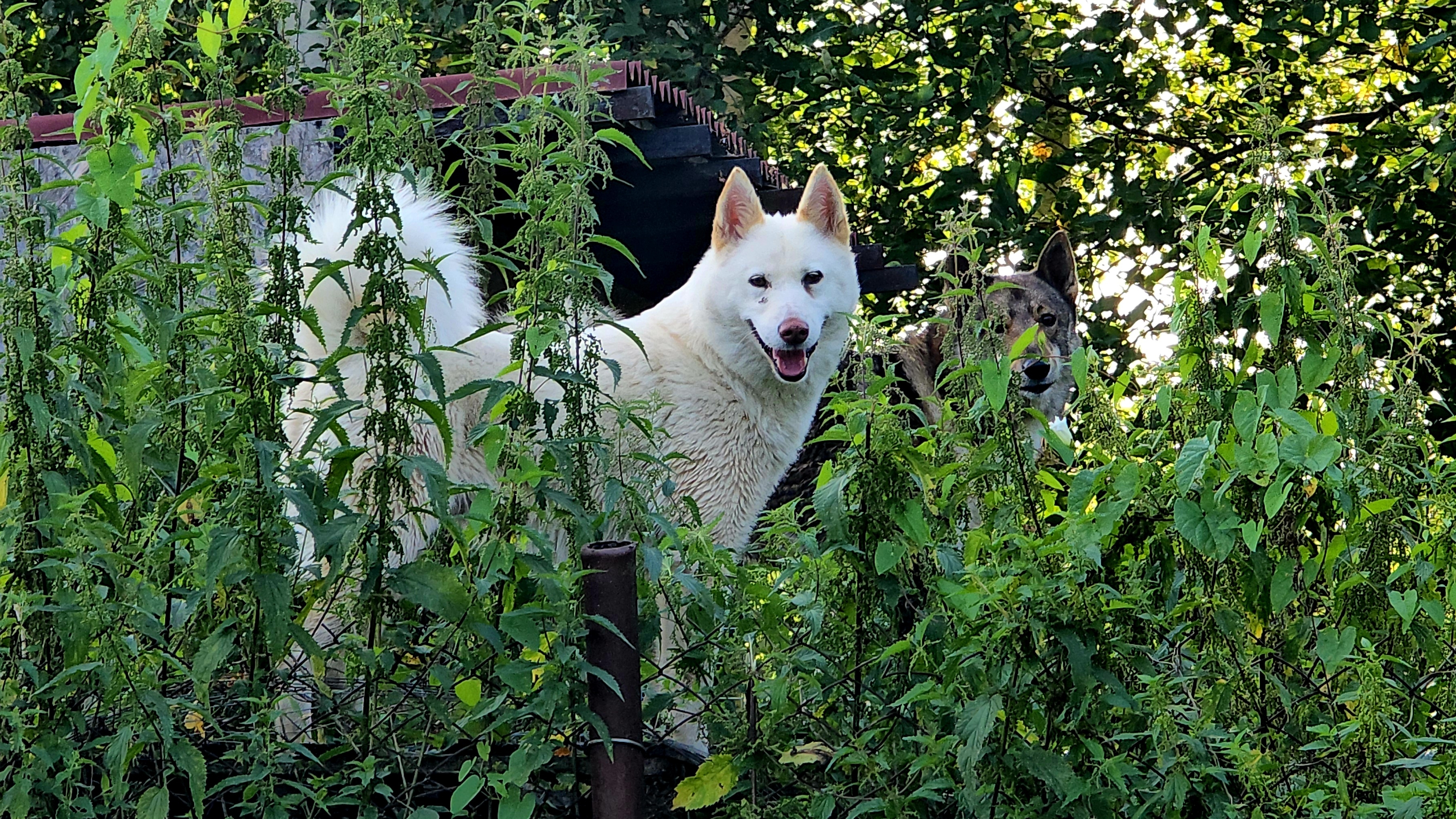 Как ушли лайки