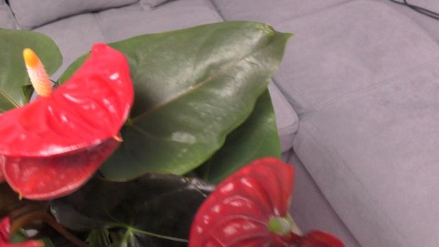 Любимые антуриумы моей жены. Супруга делится своими растениями, опытом ухода за ними.