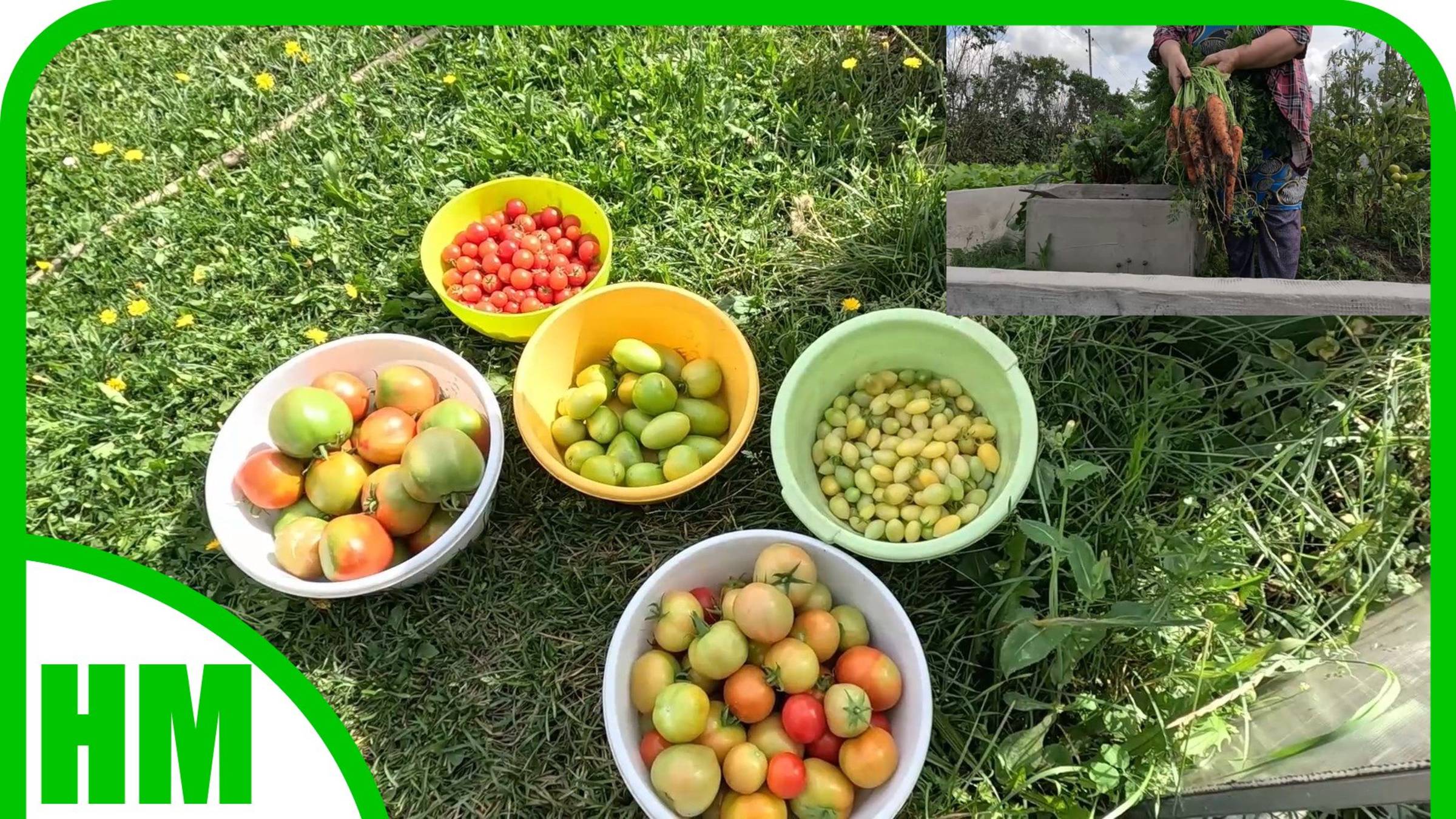 10 августа Собираю помидоры. Выдёргиваю морковь. Готовлю еду.