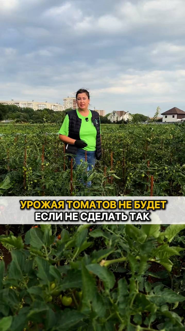 Если вы не сделаете это, то УРОЖАЯ ТОМАТОВ НЕ БУДЕТ!