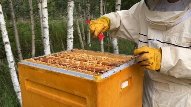 Начало откачки мёда 11 августа 2025 года.