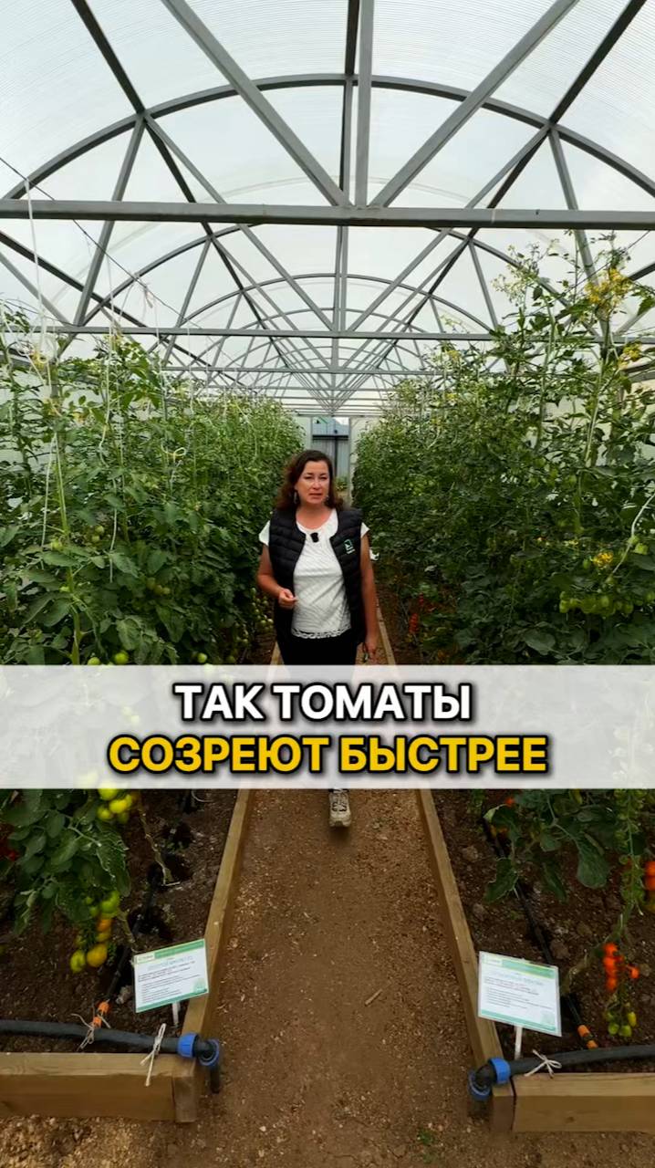 Томаты созреют быстрее, если СДЕЛАТЬ ТАК!
