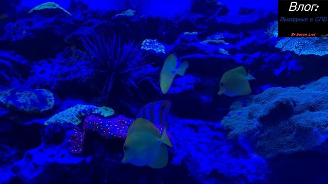 Влог:Выходные в СПБ.Часть 1.«Ленинградский Зоопарк»