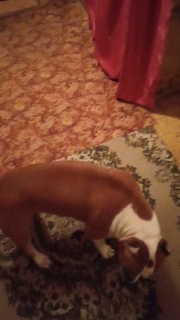 На собаку идёт воздействие торсионным генератором пситеррор