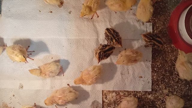 Перепелятам пятый день. Распределение по коробкам, кормление.