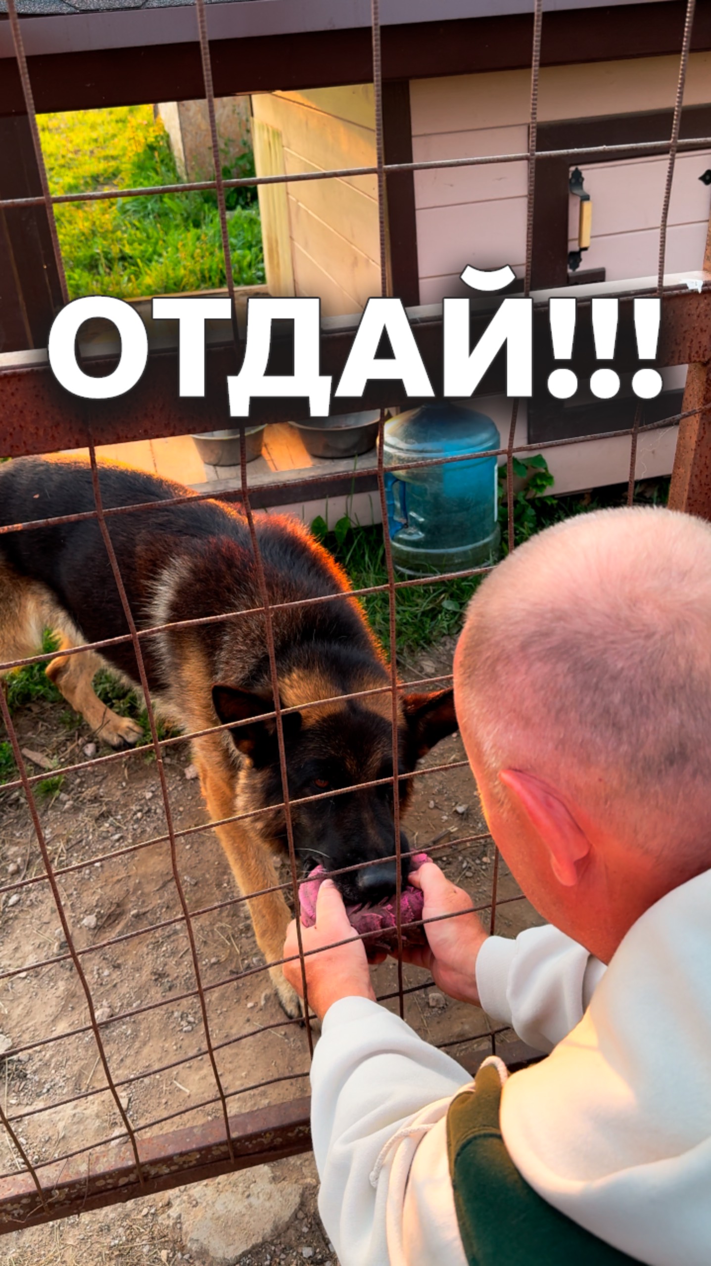 Собака не отдает мячик 🏐