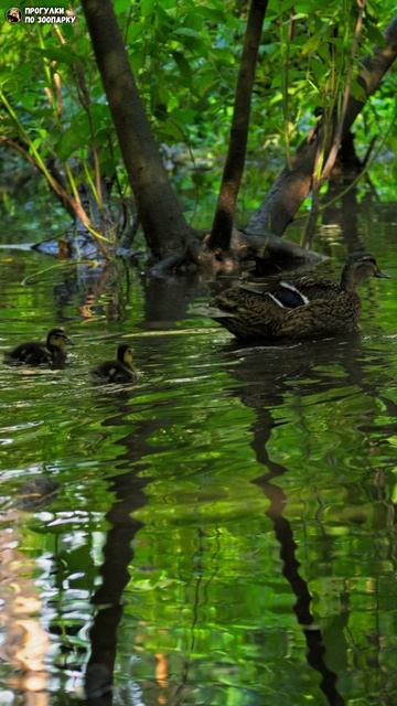 Утки на болоте. Новосибирский зоопарк