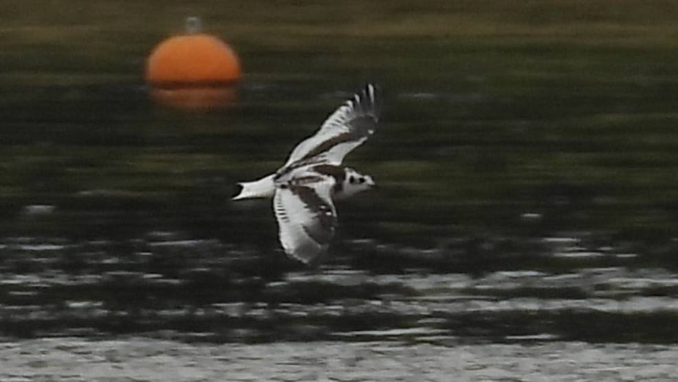 Красная Книга. Птицы. Малая Чайка, наблюдение в Великом Новгороде, 11 августа 2025