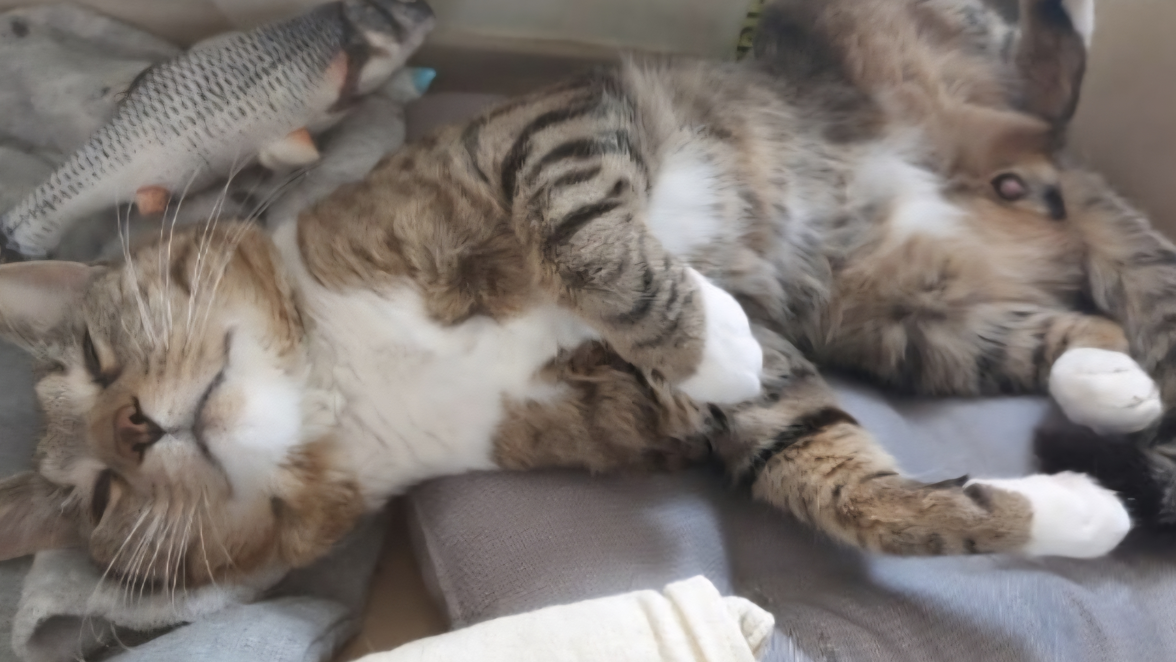 Для кошариков отдельно готовим