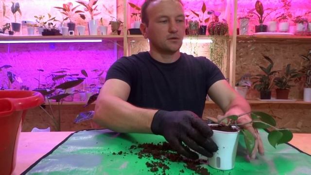 Пересадка падающих хой в кокос