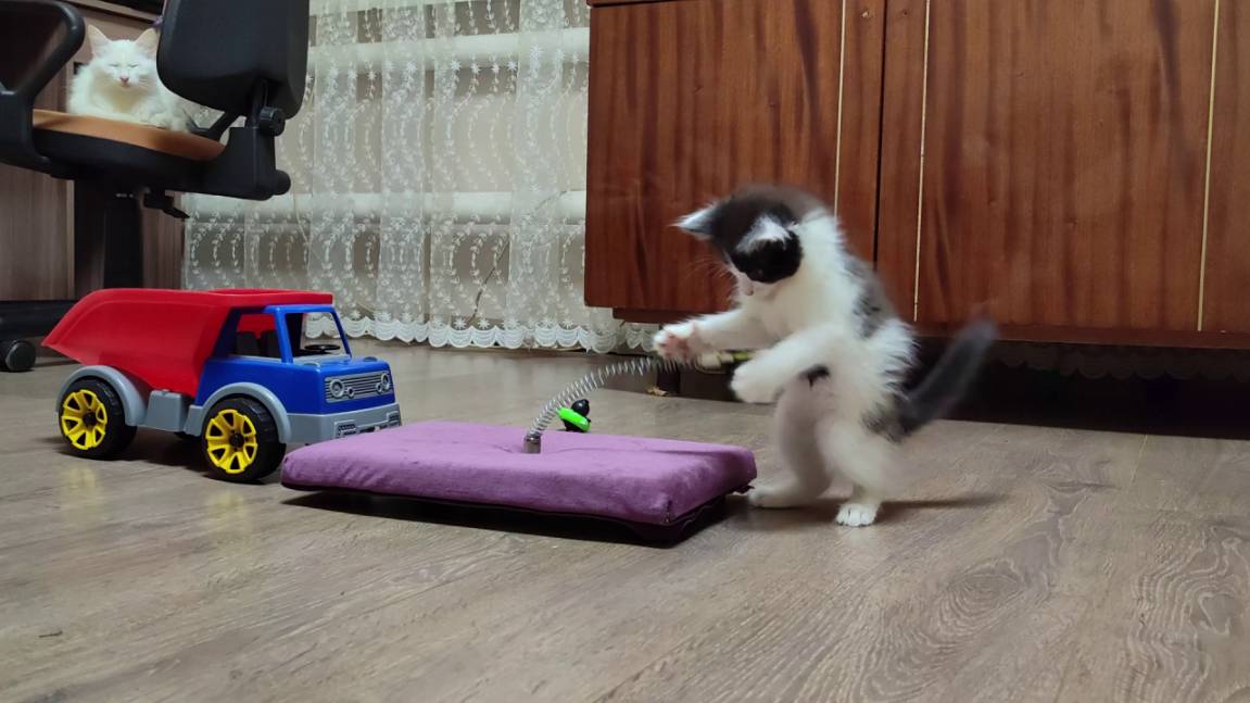 Мама-кошка наблюдает за игрой котят. Счастливая кошачья семья.