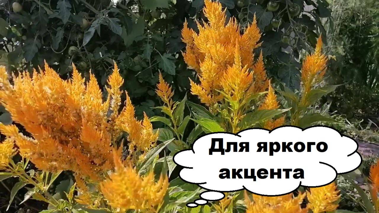 Яркие цветы августа. Целозия перистая Золотой шлейф.