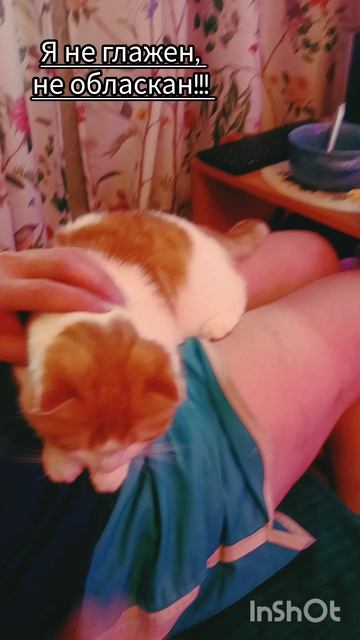 Неужели пельмени важнее!? 🐯