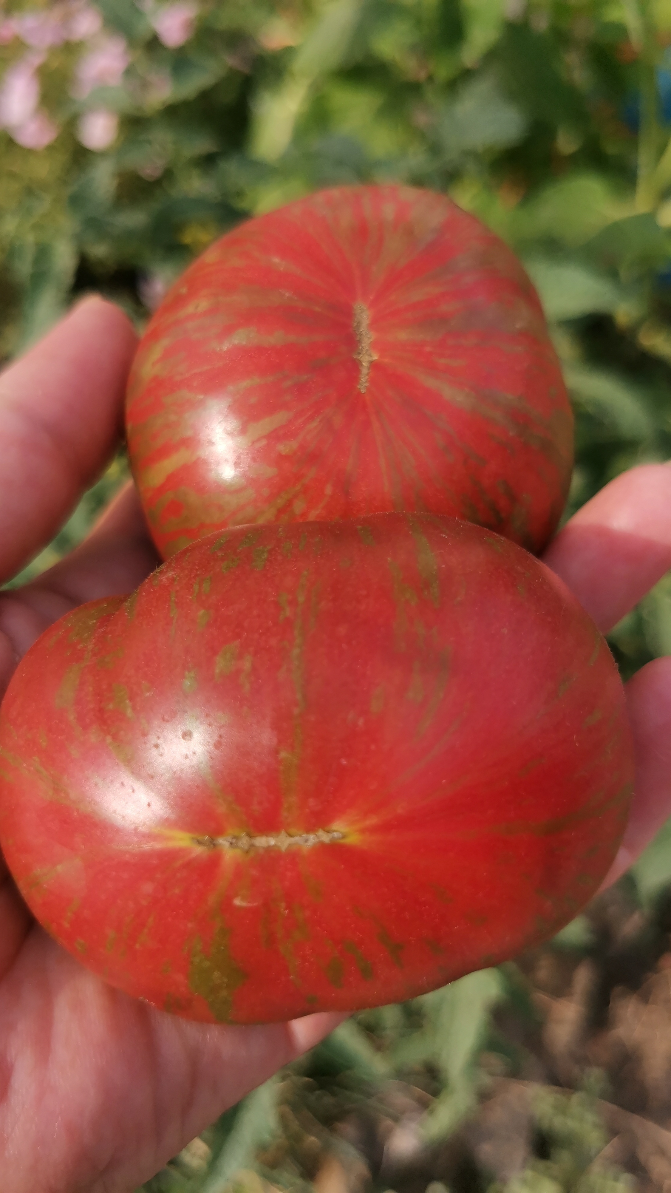 Обзор томатов.