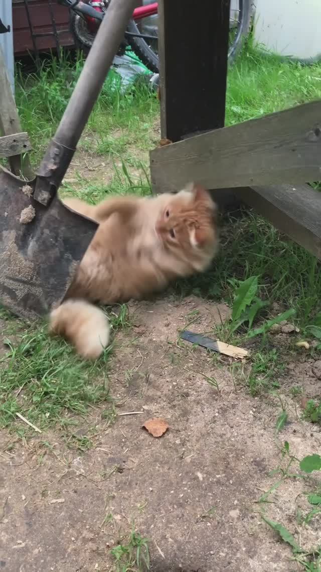 Опасные игры Альфушки