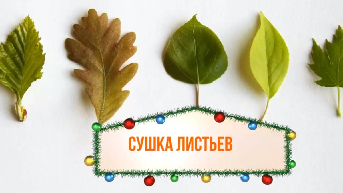 Как сушить листья. Технология. Как готовить листья для аппликации.