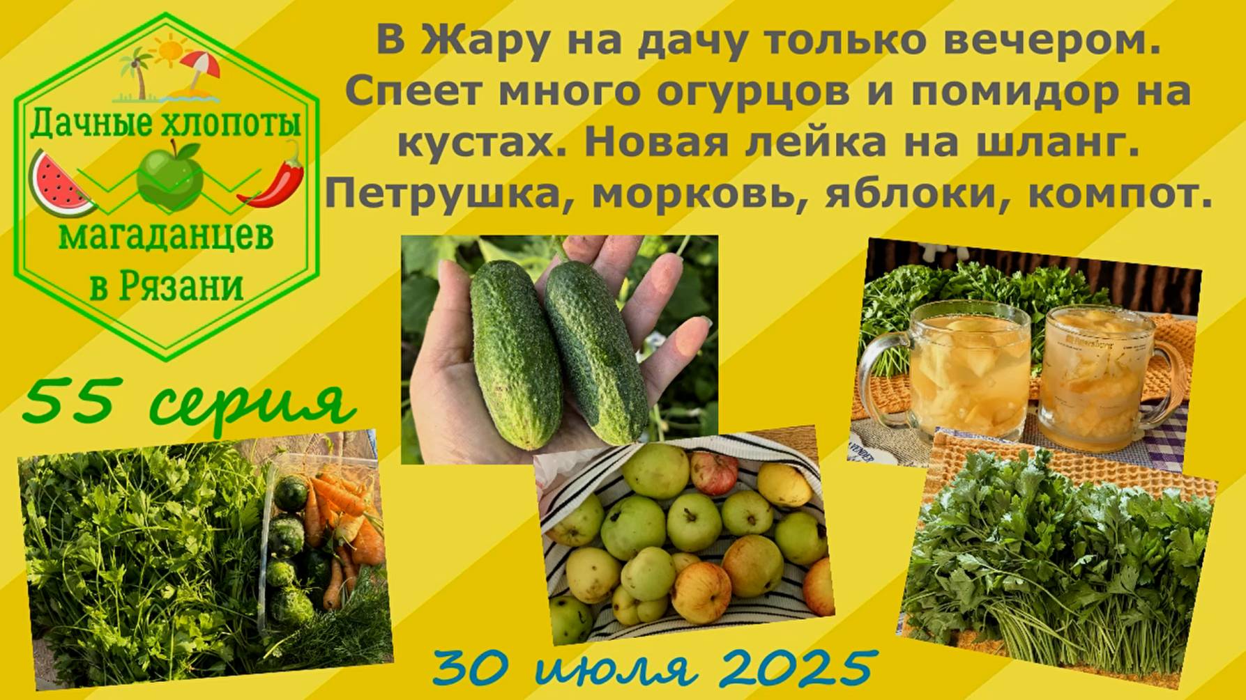 В жару на дачу только вечером.Спеют много огурцов,помидор.Новая лейка.Петрушка,морковь,яблоки,компо