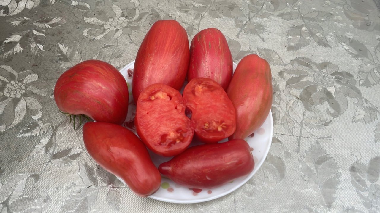 Обзор и дегустация томата Леди Мадонна из проекта Гном Томатный.