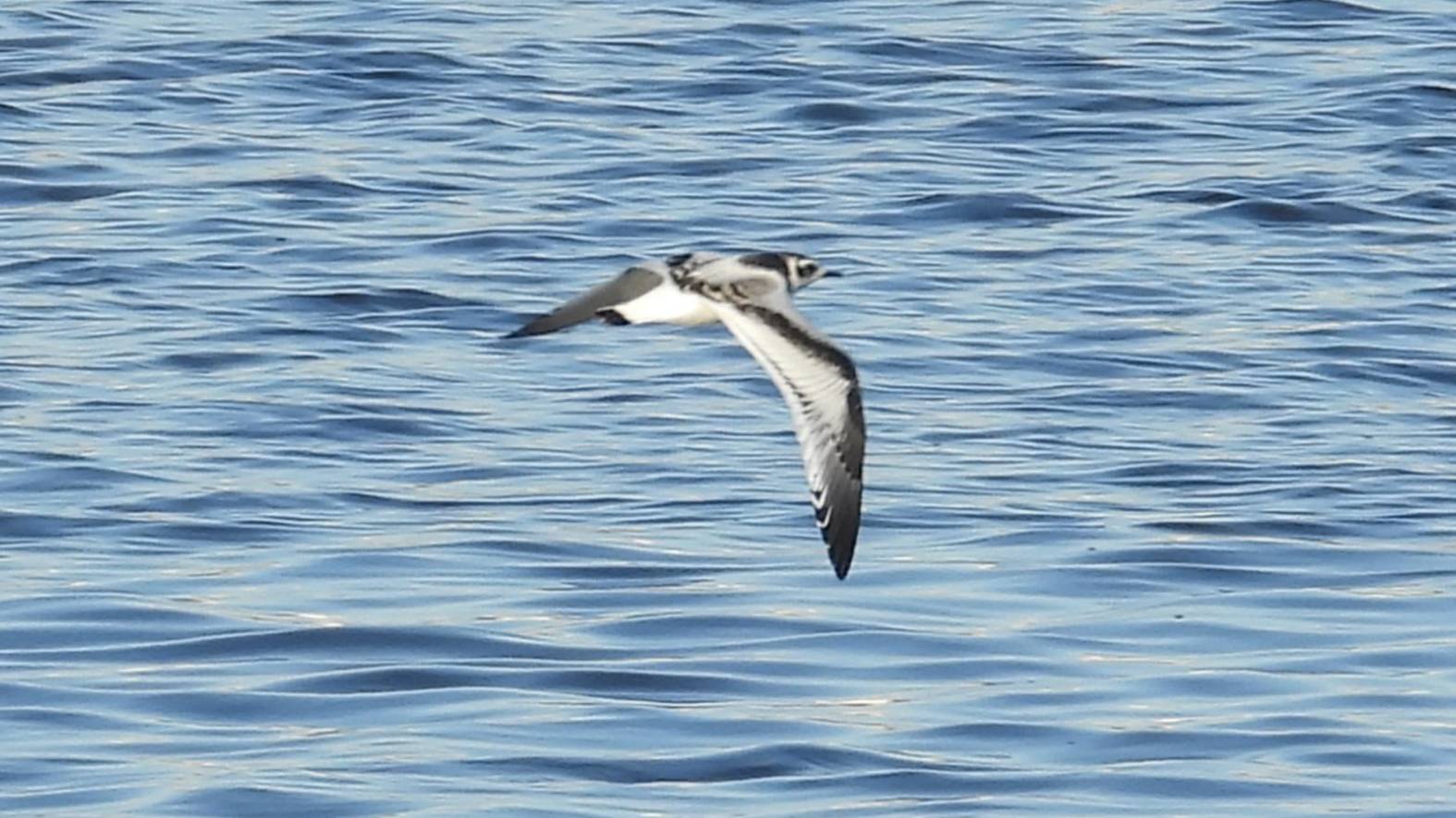 Малая Чайка начало отлета птицы небольшими стайками летят вниз по течению реки Волхов, 13.08.2025