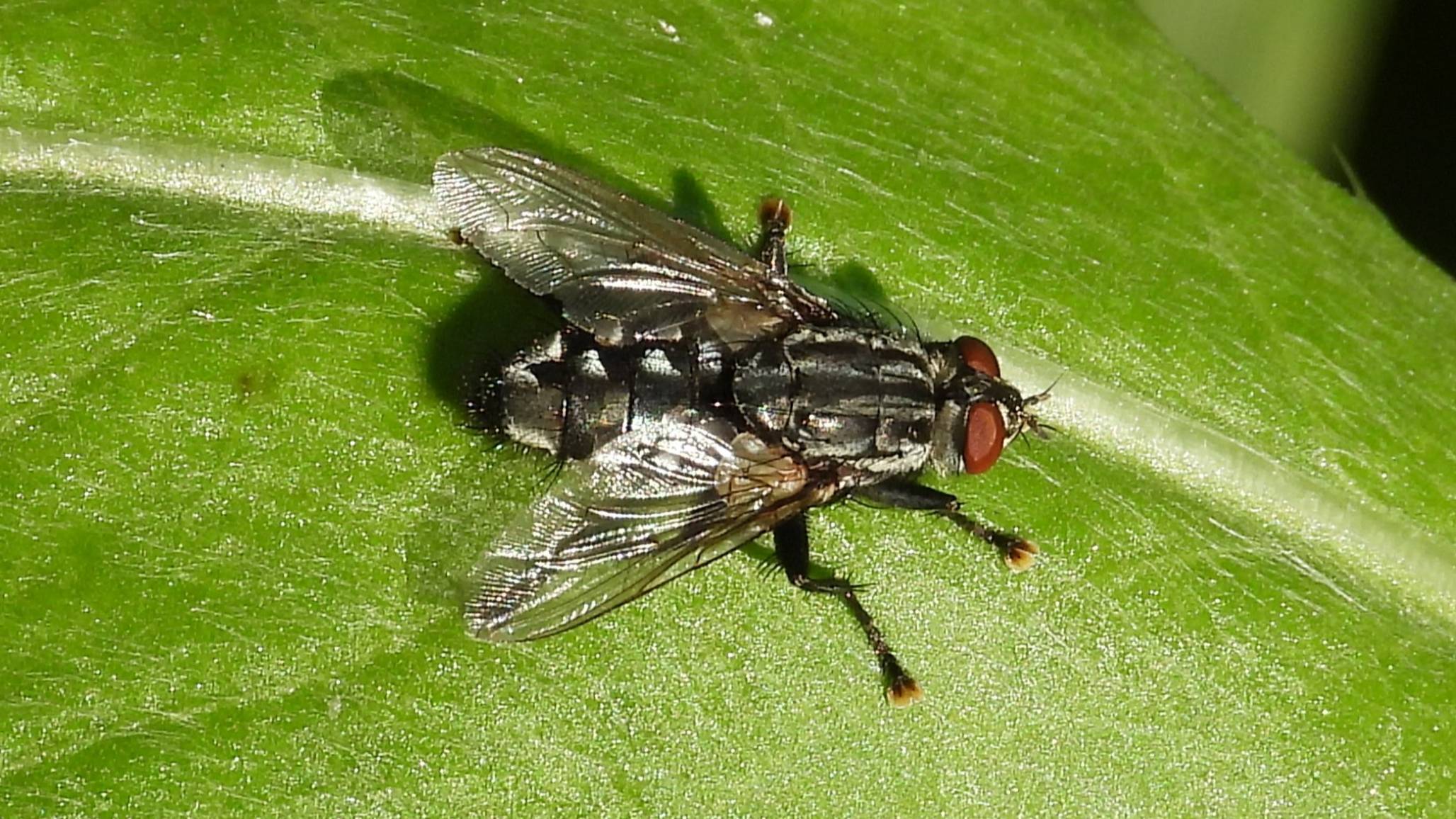 макро видео фотоаппаратом Никон Р1000, насекомые в движении, муха Саркофага, 13 августа 2025