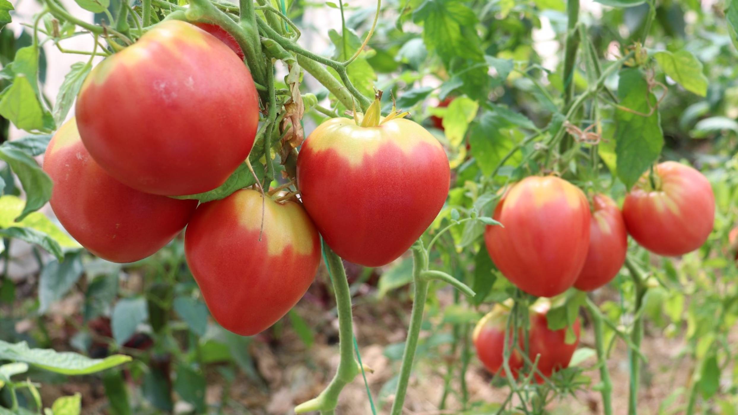 Второй урожай - начало августа