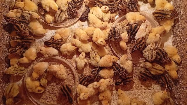 Профукали сроки поступления в колледж, обзор вылупа перепелят.