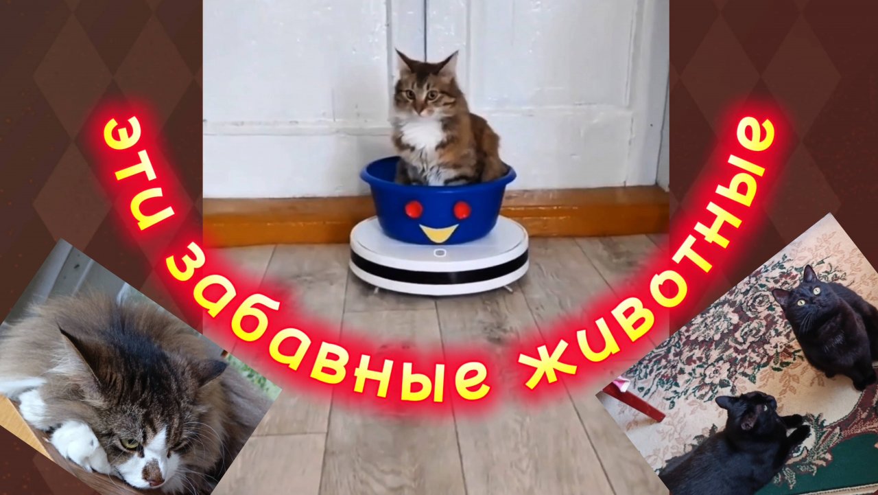Эти забавные животные. Котики