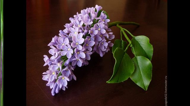 Ветка сирени