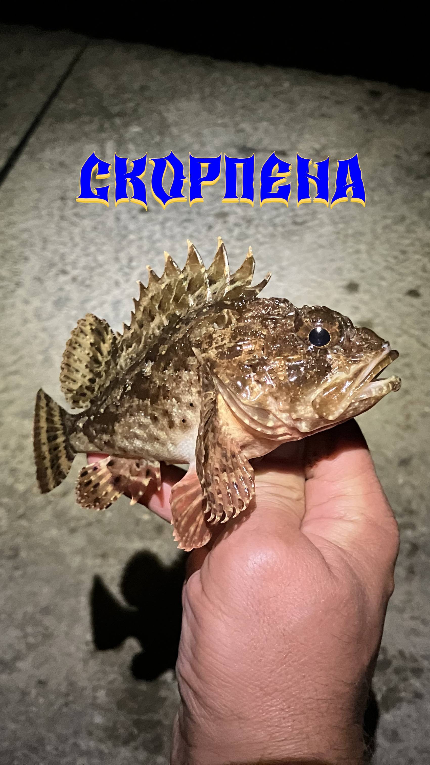Черноморская скорпена ёрш